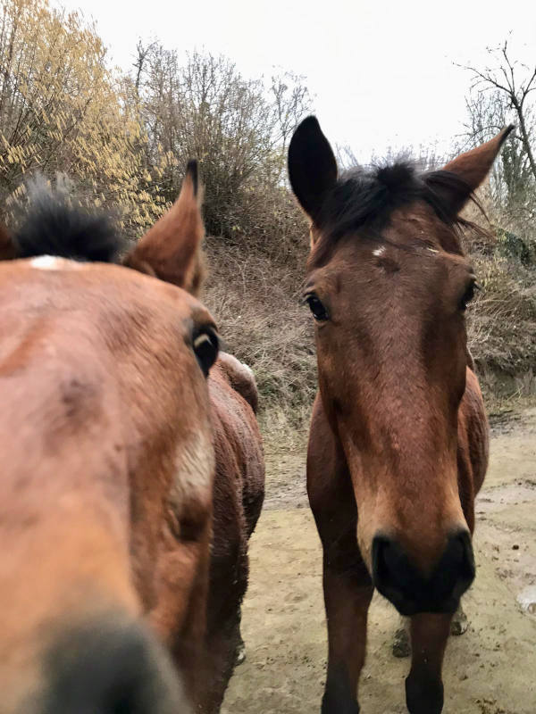 Bella und Coco nah