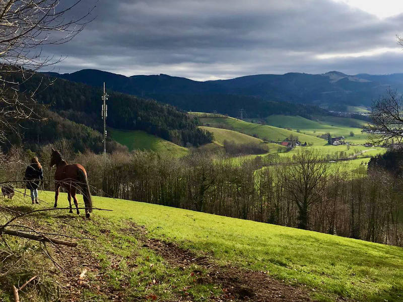 Bella und ich auf der weiten wiese Mit Unterricht nach den Prinzipien der Akademischen Reitkunst helfe ich euch eine tiefe Bindung aufzubauen