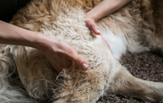 Massage eines Hundes