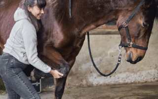 Physiotherapie eines Pferdes