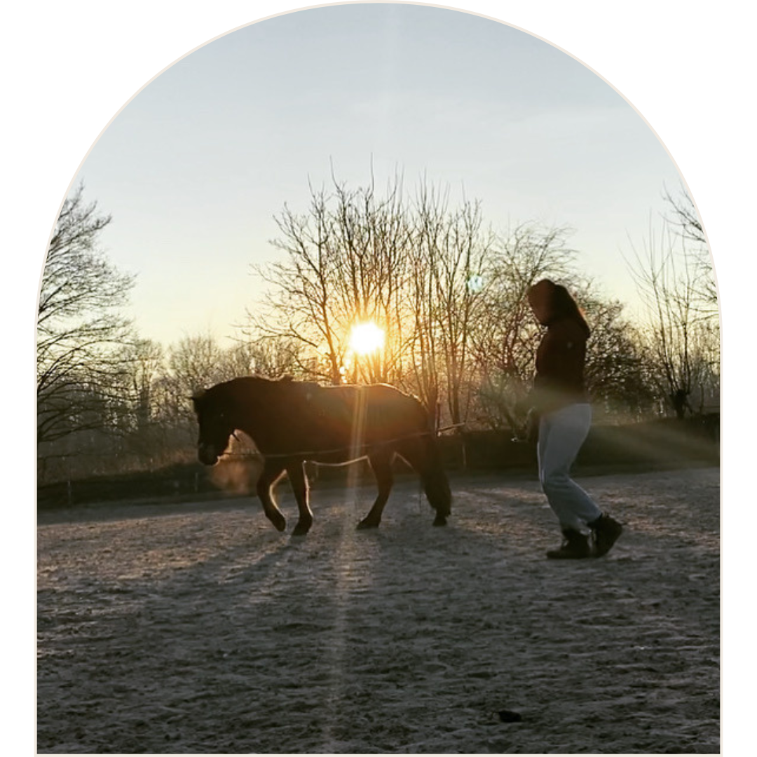 Pferd an einer Longe im Sonnenuntergang