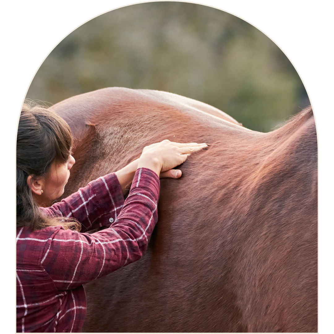 Massage eines Pferdes