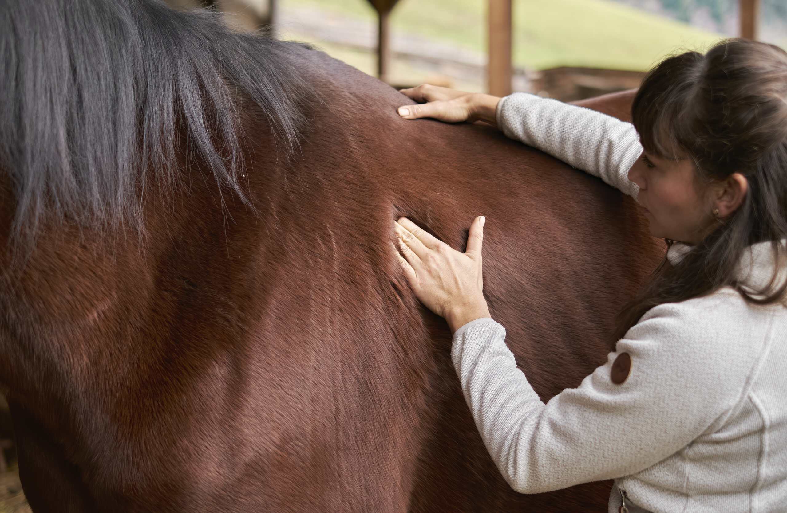 Massage Akupunktur eines Pferdes