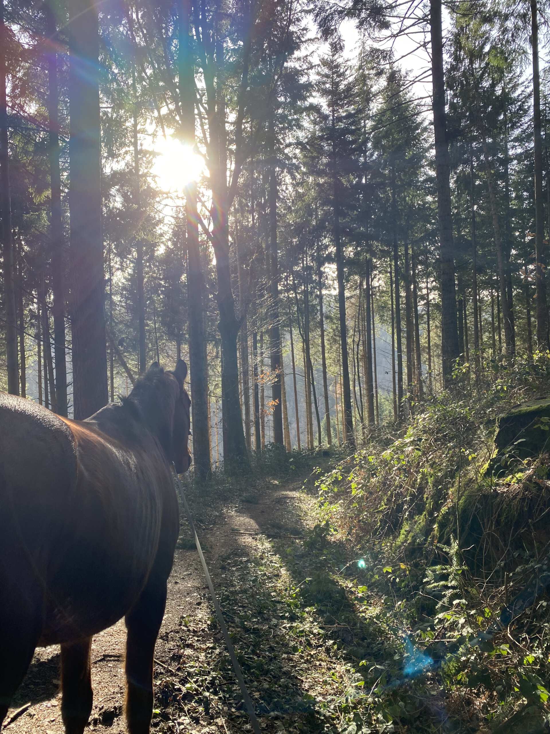 Blickrichtung Pferd blickt auf Waldweg in die Sonne
